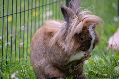 Preview: Selective focus shot of a cute little bunny