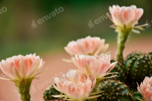 Preview: Cactus Flowers Bloom in the Sunlight