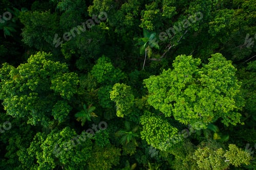 Preview: Rain forest from air near Kuranda, Queensland, Australia