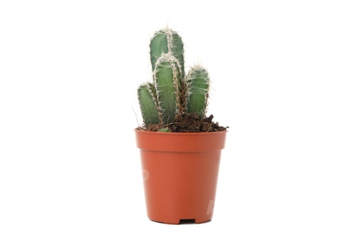 Preview: Cactus in pot isolated on white background