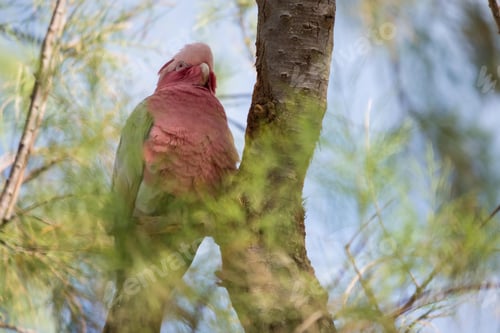 Preview: bird, cockatoo galah, parrot, pet