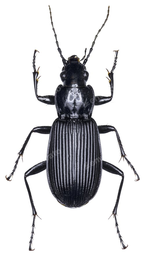 Preview: Pterostichus niger beetle specimen