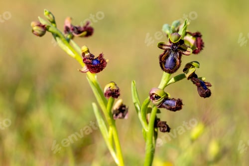 Preview: Wild orchid, scientific name; Ophrys speculum