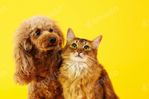 Preview: poodle, dog, puppy, pets, dogs