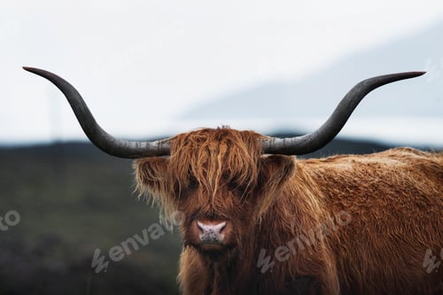 Preview: Wild highland cattle bull