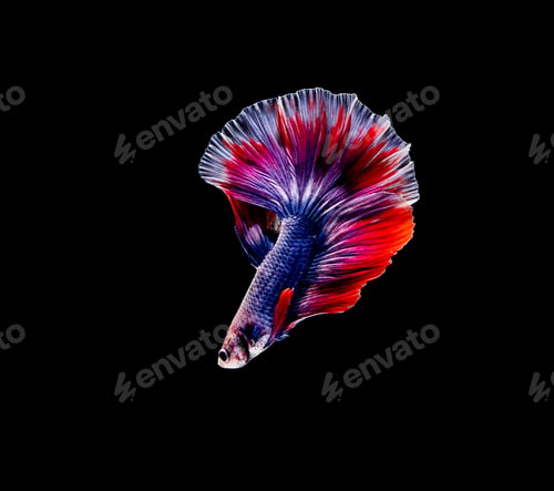 Preview: Betta fish, siamese fighting fish, betta splendens isolated on black background
