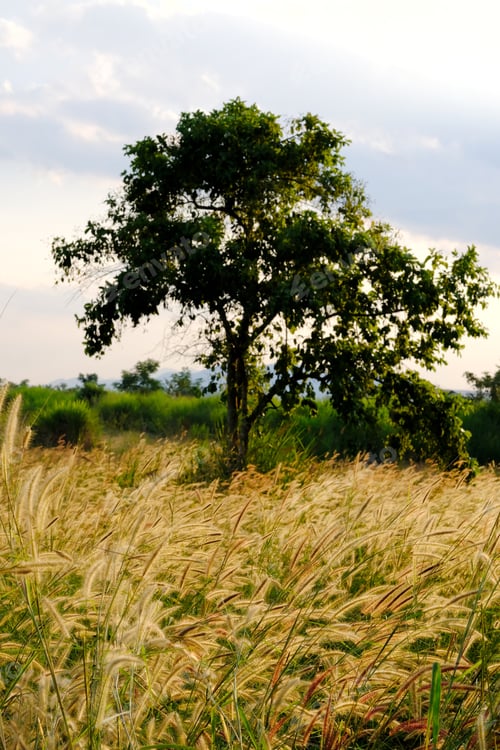 Preview: A big tree stands still in field during golden hour