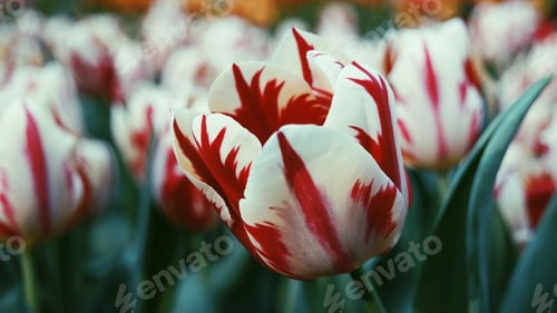 Preview: Tulips