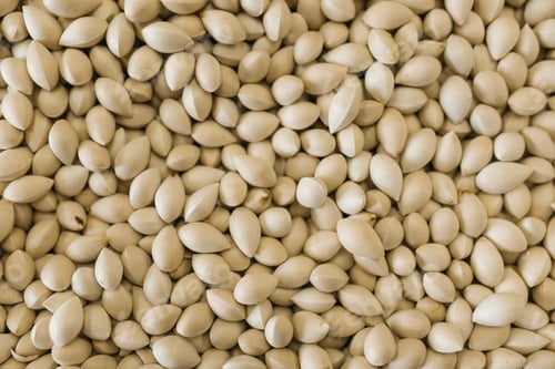 Preview: Background from the Nuts of the Ginkgo from China