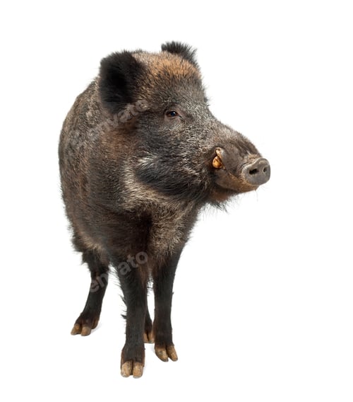 Preview: Wild boar, also wild pig, Sus scrofa, 15 years old, standing against white background
