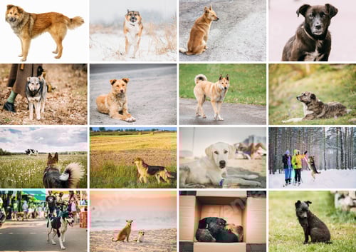 Preview: Homeless Dogs Bundle Set. Funny Mixed Breed Dogs Portraits Close up mongrel dog