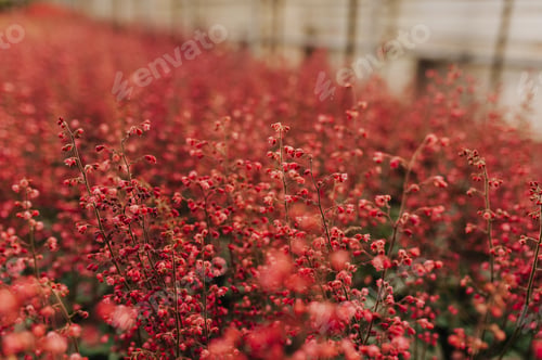 Preview: pink flower in pot near flower shop