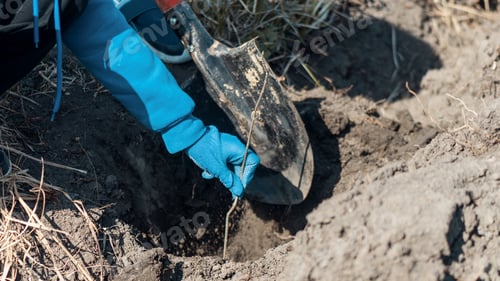 Preview: Volunteer planting trees in nature