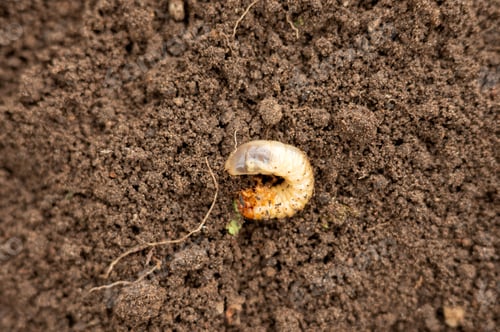 Preview: Close-up of grub larva on soil surface in natural habitat