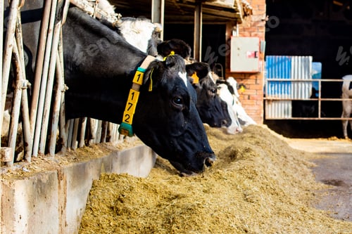 Preview: Group of black and white cows, standing side by side, grazing on hay in their stable
