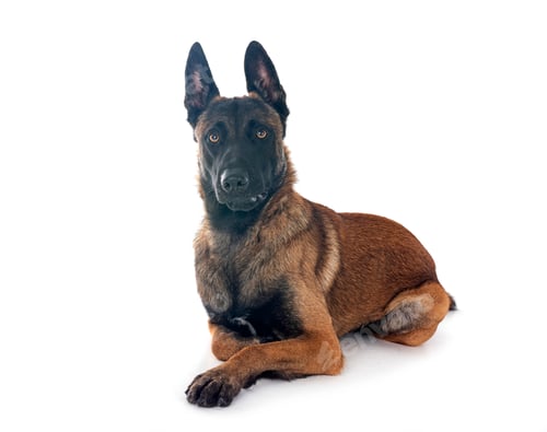 Preview: malinois in studio