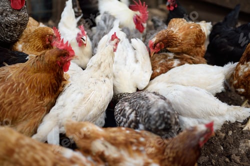 Preview: Chickens and roosters are walking in the farm coop.