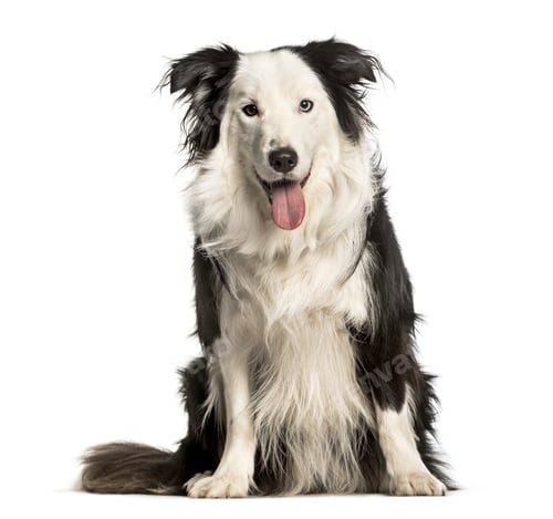 Preview: Border Collie sitting against white background