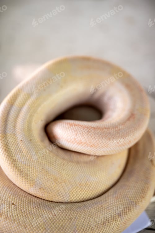 Preview: The species of pythons that have been developed, the species are animals that are raised
