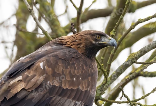 Preview: Majestic golden eagle perched on a tree, gazing ahead