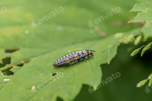 Preview: Before turning to lady bug