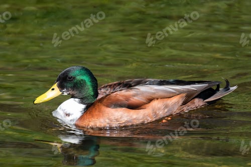 Preview: Mallard duck swimming in the lake