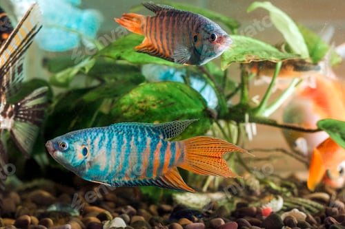 Preview: Aquarium fish is swimming in the water with green plants behind