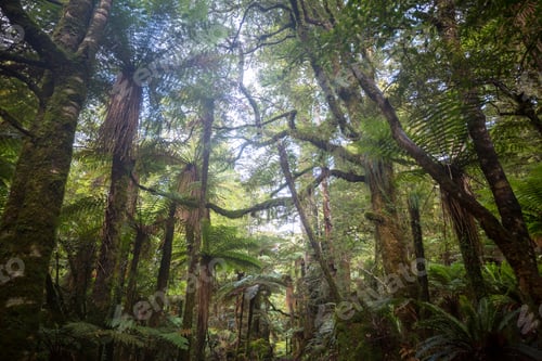 Preview: New Zealand forest