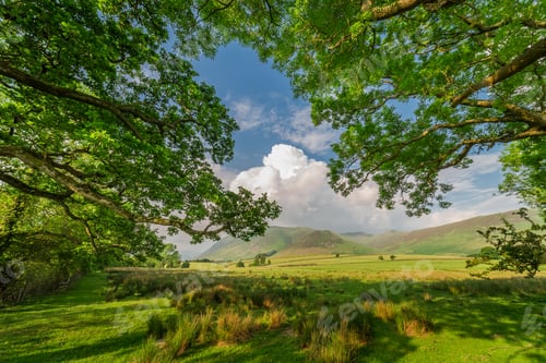Preview: Green big trees and mountains in District Lake