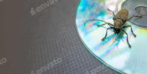 Preview: Macro shot of Longhorn beetle - Cerambycidae - sitting on a CD
