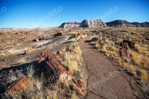 Preview: Petrified forest