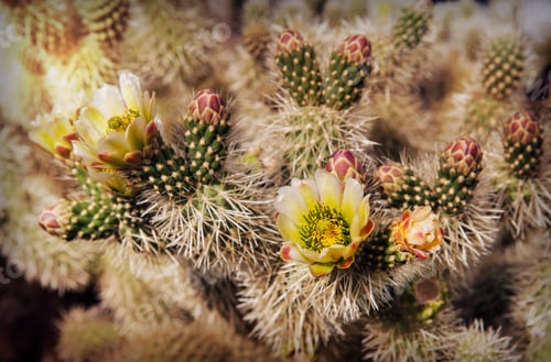 Preview: Blooming Cholla Cactus in Nelson Ghost Town, at spring time, southern Nevada, USA