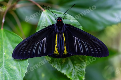 Preview: Macro Picture of a Butterfly