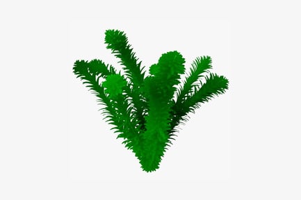 Long-leaved plant with overlapping v-shaped foliage