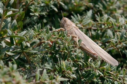 Preview: Brown Locust