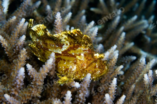 Preview: Leaf scorpionfish on coral.