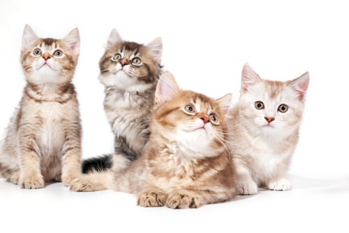 Preview: Front view of four kittens