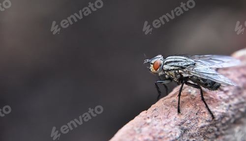 Preview: Closeup of a fly