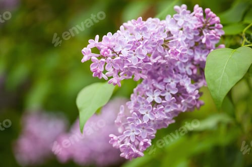 Preview: beautiful lilac flowers in garden