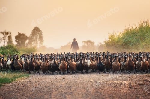 Preview: Flock of ducks with agriculturist herding on dirt road