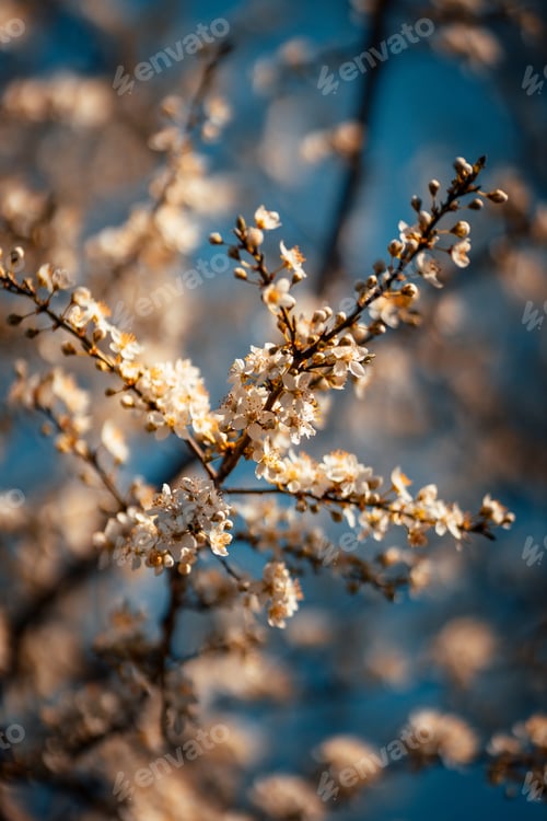 Preview: Selective focus shot of cherry flowers on a tree with bokeh lights