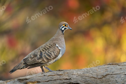 Preview: Small squatter pigeon perched on a rocky surface