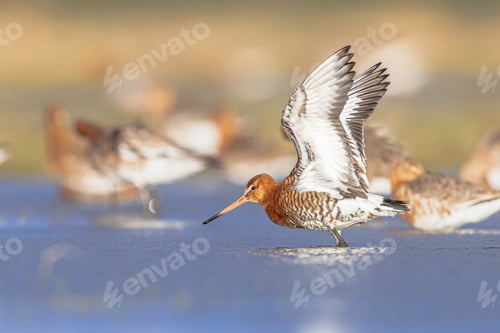 Preview: Group of Black Tailed Godwit with Bright Background