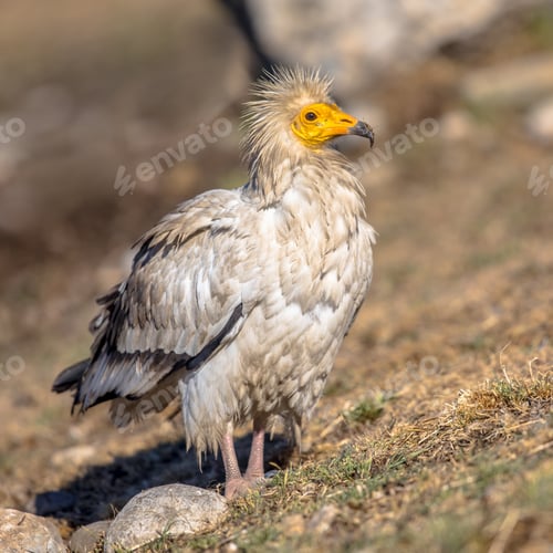 Preview: Egyptian vulture foraging
