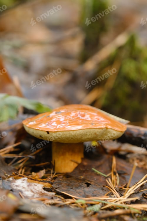 Preview: A flywheel mushroom growing in the forest. Mushroom picking. Forest mushrooms