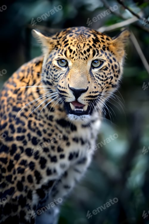 Preview: Close young leopard portrait in jungle