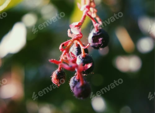 Preview: Berries in the wild
