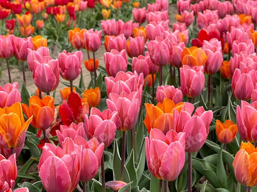 Preview: Tulips