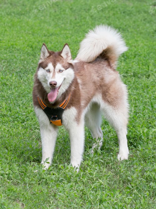 Preview: dog, siberian husky, pets, dogs, wilderness