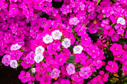 Preview: Dianthus Jolt Flowers in Australia